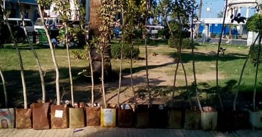 محافظ الإسكندرية: زراعة 46696 شجرة منذ بداية تنفيذ المبادرة بنطاق أحياء الثغر