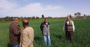 لجان لمتابعة محصول القمح وتقديم الإرشادات الزراعية بالقنطرة شرق بالإسماعيلية 
