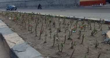 زراعة 660 شجرة فى الإسكندرية خلال الأسبوع الـ 24 من المبادرة الرئاسية  