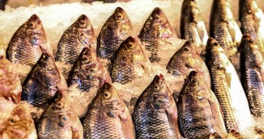 أسعار الأسماك فى الأسواق اليوم الإثنين.. البلطى بـ45 جنيها للكيلو