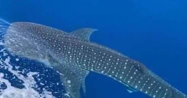 الأسس الجينية لعمالقة البحار .. دراسة تكشف السر وراء ضخامة الحيتان