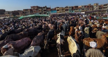 وزير التموين: وصول 5 آلاف رأس ماشية من جيبوتى استعدادا لشهر رمضان