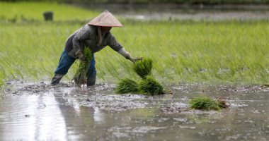 موسم الخير فى الغيطان.. حقول إندونيسيا تستقبل شتلات الأرز البسمتى