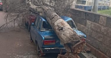 سقوط شجرة على سيارة ملاكى بالإسكندرية بسبب شدة الرياح