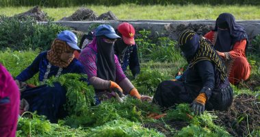 خطة طوارئ زراعية لمواجهة صقيع يناير.. روشتة الخبراء لضمان أعلى إنتاجية لمحصولك