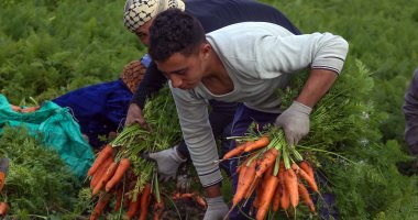 هيئة التعمير تكشف تفاصيل زراعة 600 ألف فدان فى سيناء نهاية العام الجارى