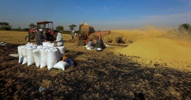 كيف استطاعت مصر تحقيق الاكتفاء الذاتى من المحاصيل؟.. دراسة تكشف التفاصيل
