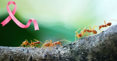 علماء يكتشفون قدرة النمل على شم مرض السرطان فى البول وتشخيصه مبكراً