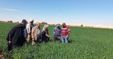 زراعة الوادي الجديد: متابعة للزراعة على مصاطب في الحقول الإرشادية للقمح
