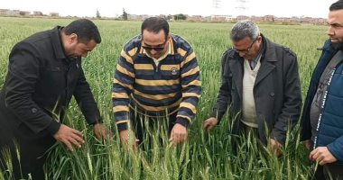 زراعة دمياط تعلن 1000 فدان زيادة مساحات زراعة القمح عن العام الماضى