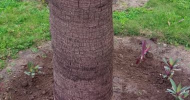 محافظ الإسكندرية: زراعة 1381 شجرة خلال الأسبوع الـ25 بنطاق أحياء الثغر