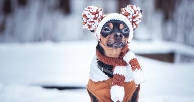 8 طرق للحفاظ على دفء حيوانك الأليف فى برد الشتاء خلال الليل