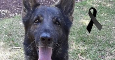 نفوق "بروتيو" أشهر كلب ساعد فى إنقاذ وانتشال ضحايا زلزال تركيا.. صور