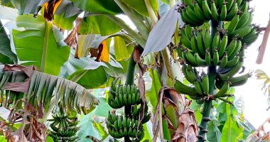 تعرف على أهم توصيات وزارة الزراعة لمزارعى الموز