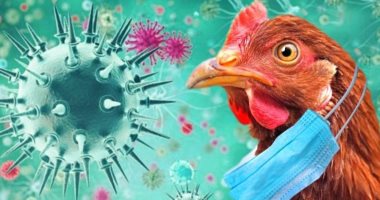 أنفلونزا الطيور.. الأرجنتين تعلق صادرات الدواجن واليابان تمنع الاستيراد