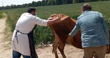 القوافل البيطرية تواصل حملات علاج وتحصين الماشية بالإسماعيلية 