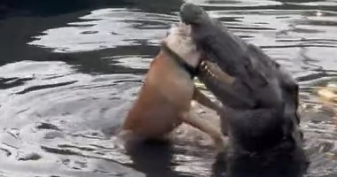 تمساح يلتهم كلبًا فى لقطة مروعة ببحيرة شمال المكسيك.. صور