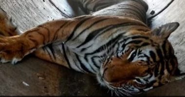 نمر يقتل مسنا وحفيده خلال 12 ساعة فى الهند.. صور وفيديو 