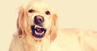 5 علامات أن كلبك يكره شريك حياتك.. التبول على مقتنياته والوقوف بينكما