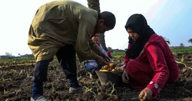 زراعة المنوفية: بدء موسم حصاد البطاطس.. والبداية مبشرة هذا العام