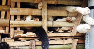العثور على 2000 قطة نافقة مجهزة للاستخدام فى الطب التقليدى بفيتنام