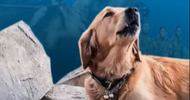 المكسيك نعت الحيوان الشجاع.. 388 كلبا من 47 دولة أنقذت ناجين من زلزال تركيا (فيديو)