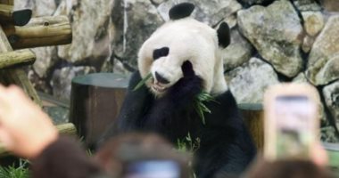 "سفير لطيف" بين اليابان والصين.. طوكيو ترسل الباندا العملاقة "شيانج شيانج" إلى بكين