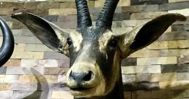 ‫"رأس أبو عُرف" أول حيوان ثديى كبير انقرض من أفريقيا ومحنط داخل المتحف الحيوانى