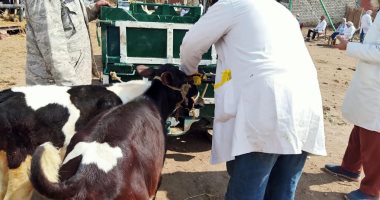 تحصين 163 ألف رأس ماشية ضد مرض الجلد العقدى بالغربية  