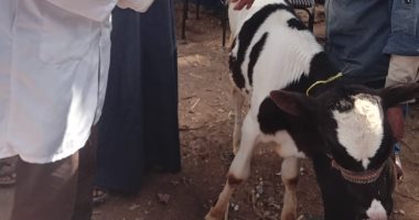 إجراء الكشف البيطرى على 537 من الماشية والدواجن فى قرية بكفر الشيخ.. صور 