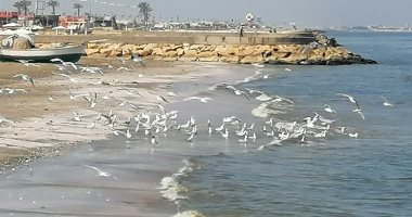 النورس يودع شواطئ بورسعيد وسط طقس شتوى مشمس دافئ.. فيديو وصور 