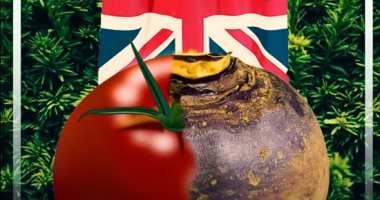 "نقلل الطماطم ونأكل لفت".. متاجر بريطانيا تضع قيودا على مبيعات الفواكه والخضراوات..فيديو