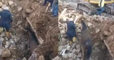 العثور على حصان "حى" تحت الأنقاض بتركيا بعد 21 يوما من ⁧الزلزال.. فيديو