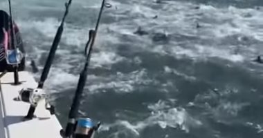 فيديو يرصد حالة جنونية لأسماك القرش فى لويزيانا الأمريكية بسبب التونة
