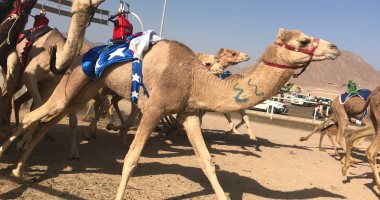 انطلاق بطولة سباق الهجن التنشيطية بمشاركة هجانة المحافظات.. صور