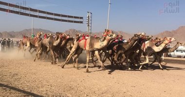 بطولة سفينة الصحراء فى أرض السلام.. انطلاق فعاليات سباق الهجن فى شرم الشيخ