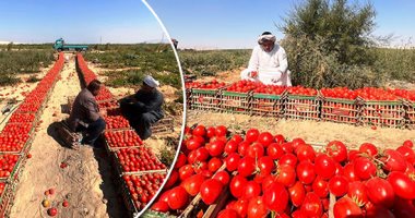 شعبة الخضراوات: الطماطم من 3.75 لـ 6.5  جنيه والبطاطس 4 إلى 6 جنيهات
