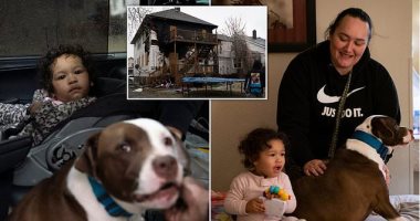 كلب صيد ينقذ طفلة صغيرة من حريق بمنزلها في ديترويت الأمريكية