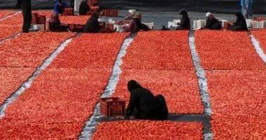 الطماطم تحول الصحراء الصفراء لأراض خضراء بالزراعات وحمراء بالذهب الأحمر.. فيديو