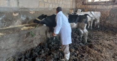 تحصين نحو 145 ألف رأس ماشية وأغنام ضد مرض الحمى القلاعية بالإسكندرية