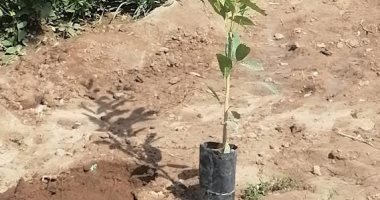 زراعة أشجار مثمرة بقرية طنبدى بمركز مغاغة فى المنيا ضمن "100 مليون شجرة"