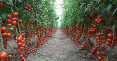 حلو الشام لمركزات الطماطم إحدى شركات بويميز القابضة بالتعاون مع مينزينى الإيطالية تطلق أكبر منصات التركيز فى مصر