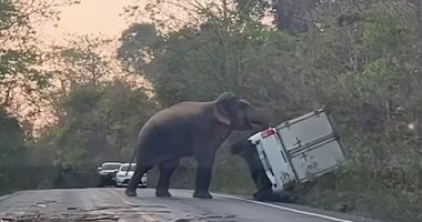 فيل يقلب سيارة في الأدغال لعدم انتظار سائقها عبوره الطريق.. فيديو وصور