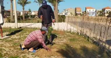 زراعة 300 شجرة مثمرة فى شوارع رأس البر بدمياط ضمن مبادرة "100 مليون شجرة"