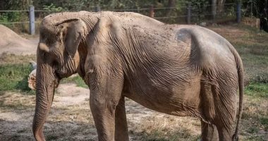 تشوه في العمود الفقري.. أنثى فيل تعاني بسبب حمل السياح