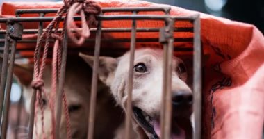 يلا خبر | ناشطو حقوق الحيوان ينقذون 200 كلب من الذبح فى كوريا الجنوبية