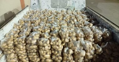 مجلس مدينة بلاط بالوادى الجديد يطرح كميات من البطاطس بسعر 2,5 جنيه للكيلو