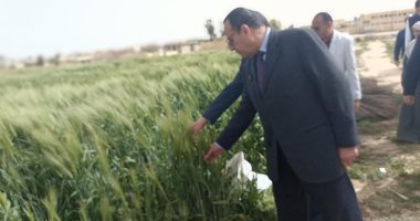 افتتاح موسم الحصاد لإنتاج مدرسة زراعية بشمال سيناء
