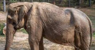 يعانى من تشوه فى العمود الفقرى.. مأساة فيل بعد عقود من حمل السياح (فيديو)