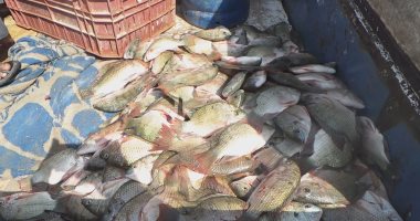 أسعار السمك فى الأسواق اليوم الخميس 4-5-2023 